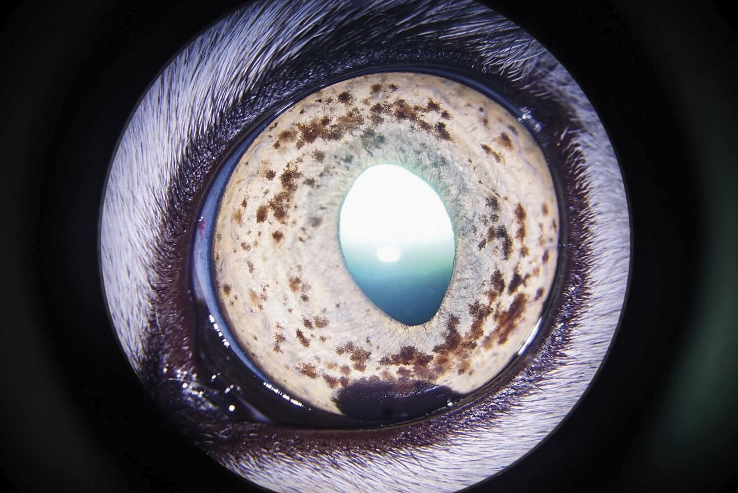 Affections oculaires chez le chat - Figure 15