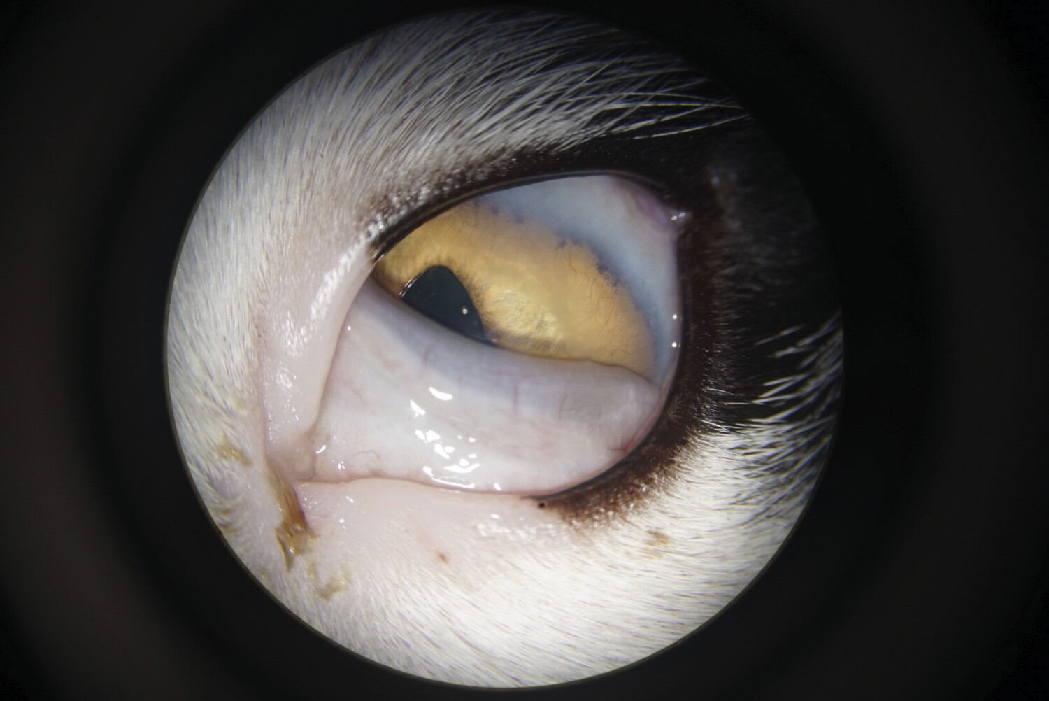 Affections oculaires chez le chat - Figure 17
