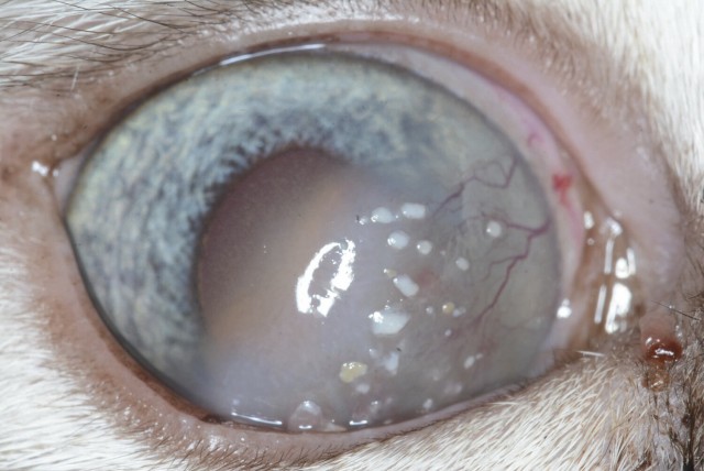 Affections oculaires chez le chat - Figure 5