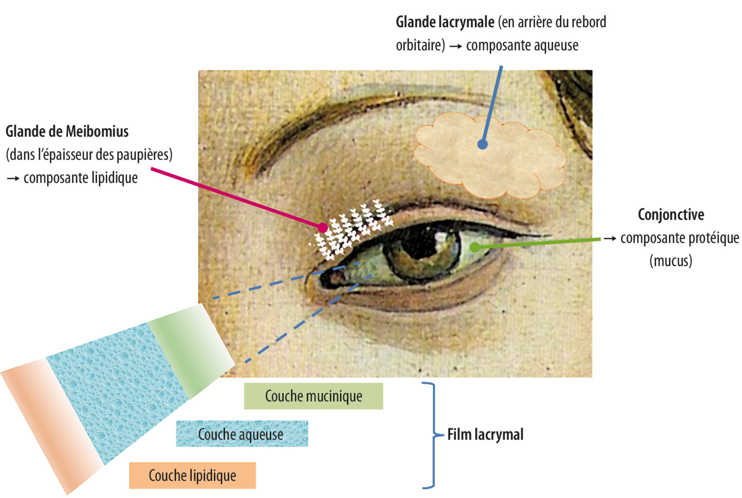 Effets du tabac sur les pathologies oculaires - Figure 2