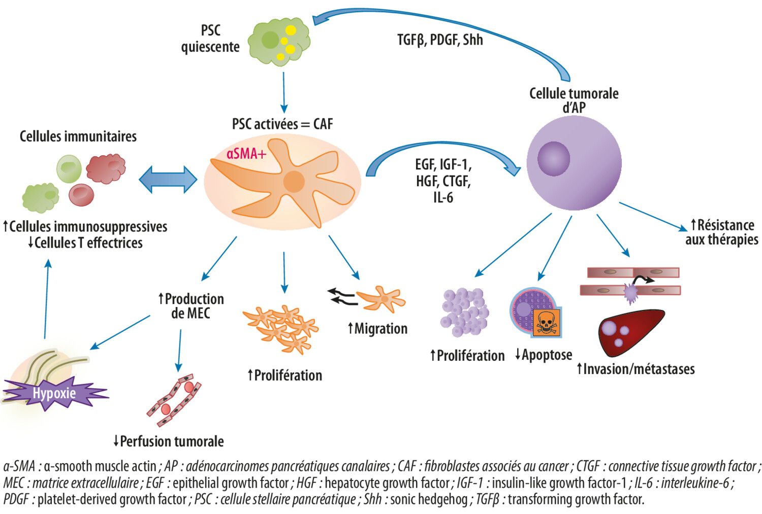 Les rôles des fibroblastes dans le cancer du pancréas - Figure 1