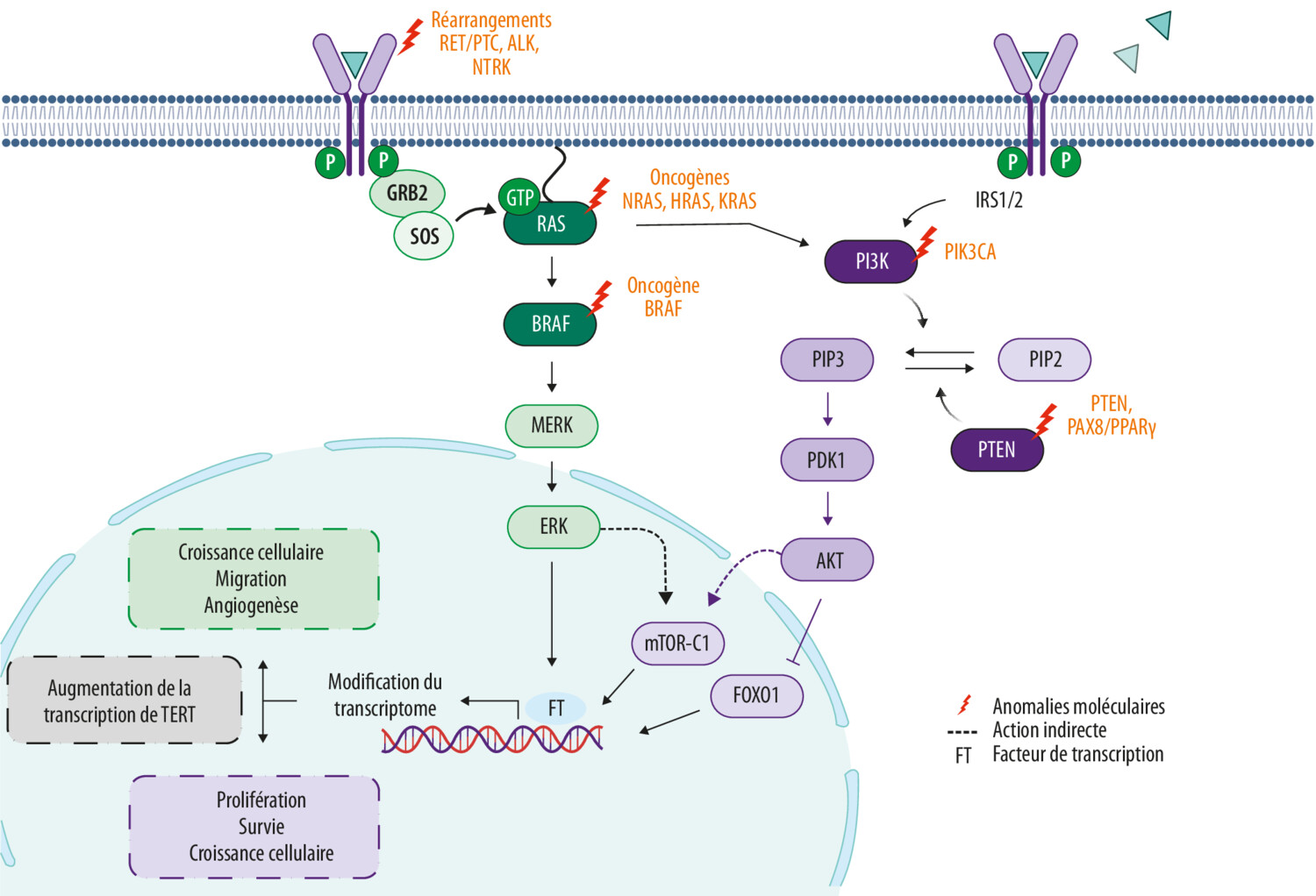 Voies moléculaires et oncogenèse du cancer thyroïdien de souche vésiculaire : de la théorie à la pratique - Figure 1
