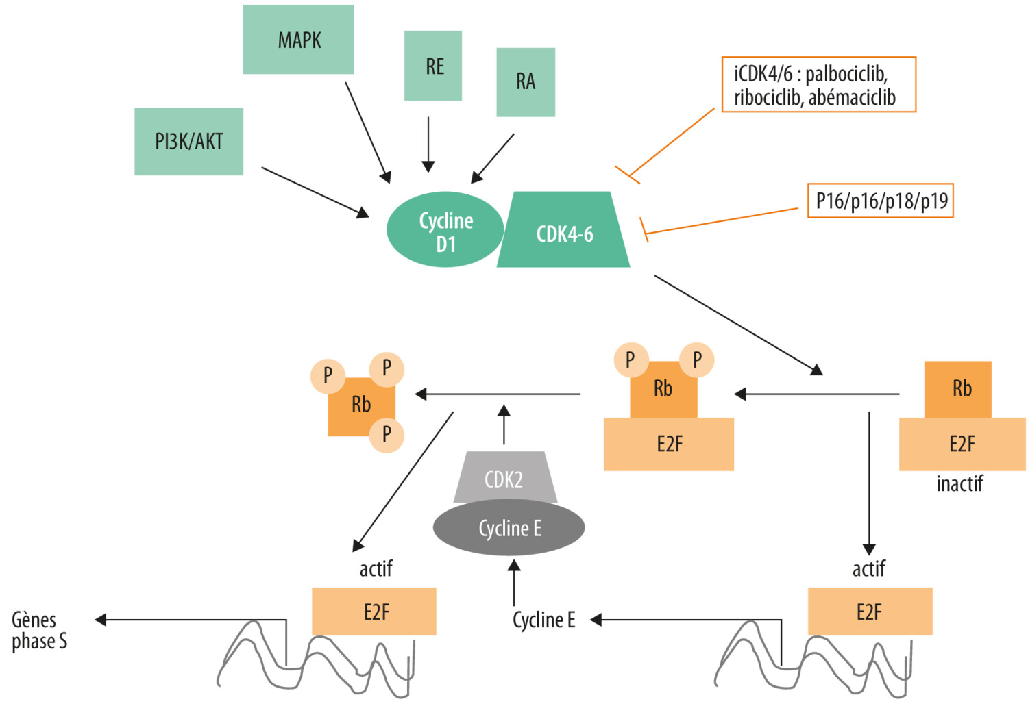 Inhibiteurs de CDK4/6 et cancers du sein : au-delà du sous-type immunohistochimique RH+ HER2− - Figure