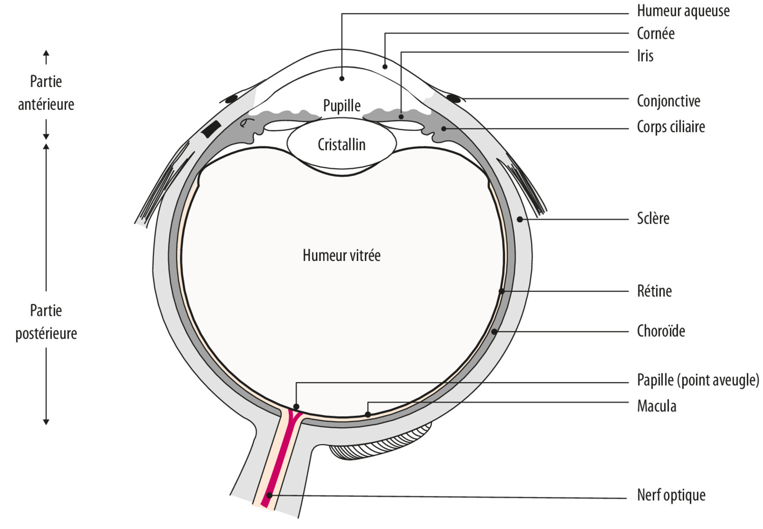 Effets du tabac sur les pathologies oculaires - Figure 1